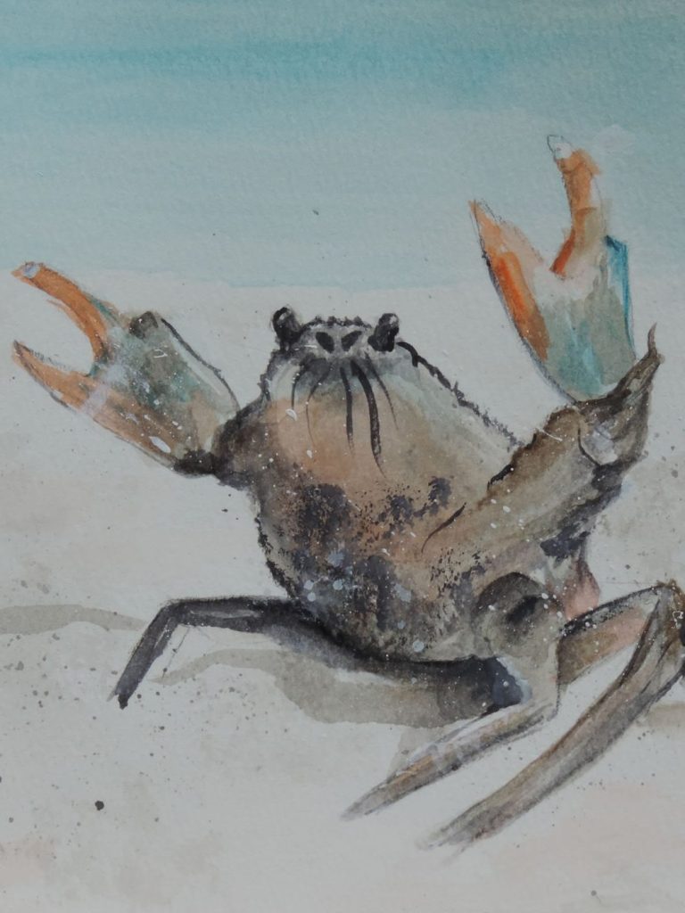 Sand Crab