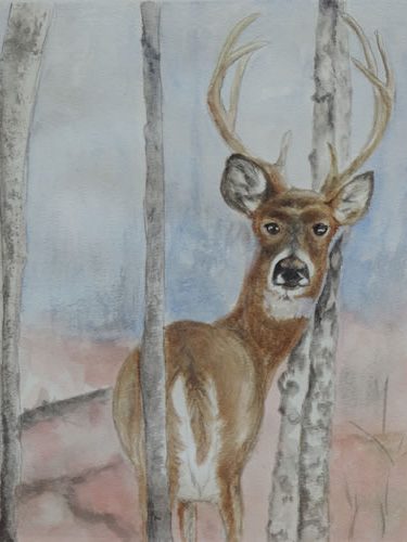 Deer in forrest