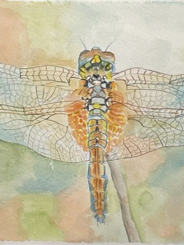 Golden Dragonfly