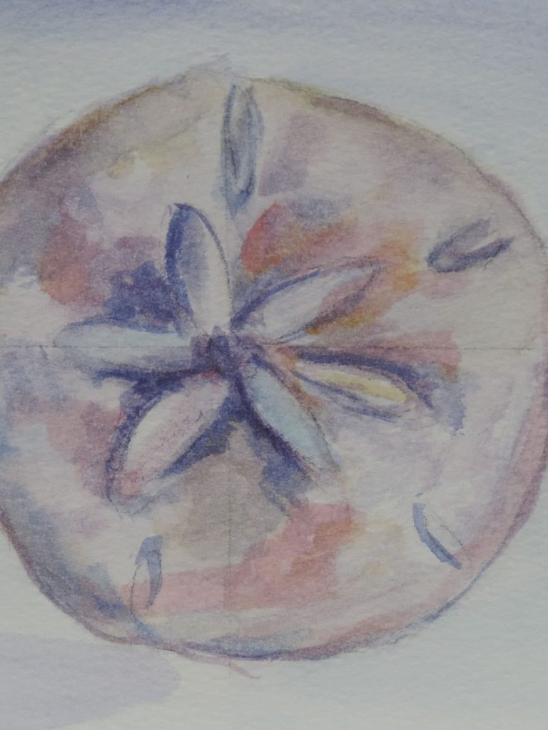 Sand Dollar